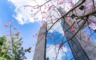 今日雨水，共赏东软春景