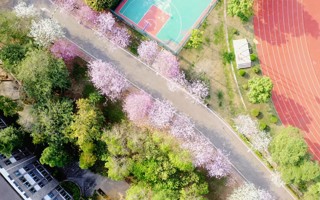 紫荆盛开，花海浪漫